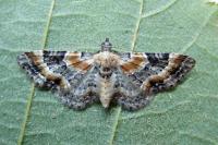 Eupithecia linariata