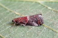 Acrobasis marmorea