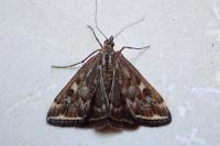 Loxostege sticticalis