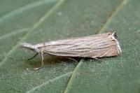 Chrysoteuchia culmella