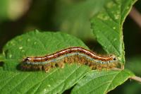 Malacosoma neustria