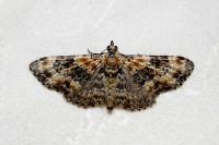 Eupithecia pulchellata