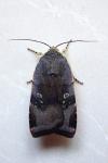 Noctua janthina