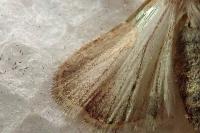 Hoplodrina blanda