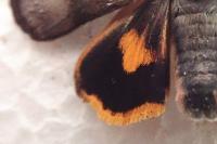 Noctua janthina