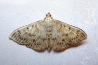 Patania ruralis