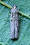 Phycitodes