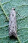 Phycitodes