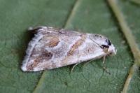 Eublemma candidana