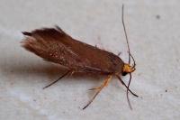 Crassa unitella