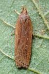 Helcystogramma triannulella