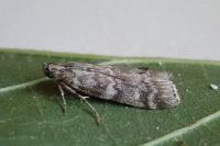Dioryctria simplicella