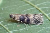 Euzophera pinguis