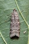 Dioryctria simplicella