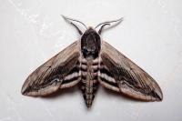 Sphinx ligustri