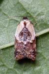 Acleris variegana