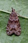 Eudonia mercurella