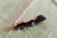 Monopis obviella