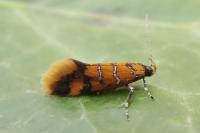 Promalactis procerella