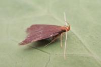 Eurodachtha pallicornella