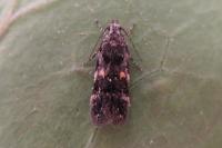 Teleiodes luculella