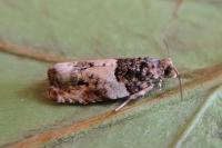 Gypsonoma sociana