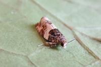 Gypsonoma sociana