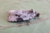 Celypha woodiana