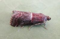 Acrobasis marmorea