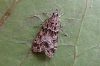Eudonia mercurella