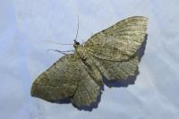 Philereme vetulata