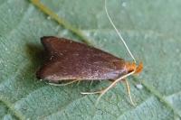 Eurodachtha pallicornella