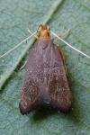 Eurodachtha pallicornella