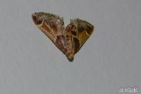 Pyralis farinalis