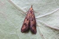 Aplota palpella