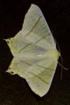 Ourapteryx sambucaria