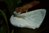 Leucoma salicis