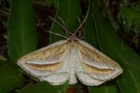 Chariaspilates formosaria