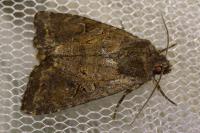 Fissipunctia ypsillon