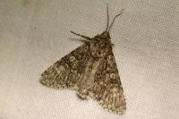 Acronicta megacephala