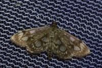 Anania coronata