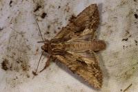 Apamea monoglypha