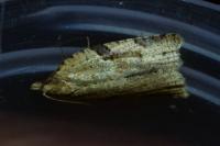 Clepsis spectrana