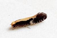 Monopis obviella