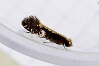 Monopis obviella