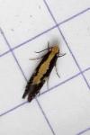 Monopis obviella