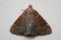 Hypsopygia glaucinalis