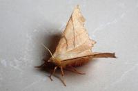 Ennomos erosaria
