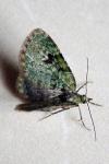 Chloroclystis v-ata