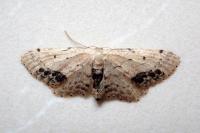 Idaea dimidiata